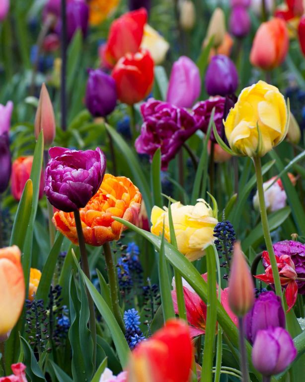 De schoonheid van bloemen: Een verkenning van de esthetiek van Narcissen en Tulpen